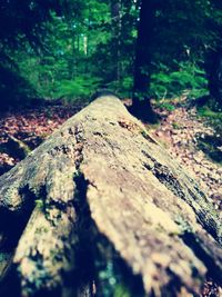 Close-up of tree stump in forest