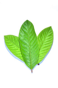 High angle view of green leaves against white background