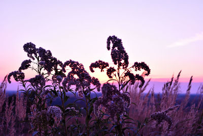 Close-up of purple flowering plants on field against sky