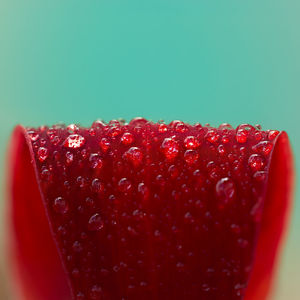 Close-up of strawberry over white background