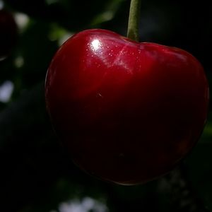 Close-up of apple on tree