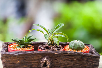 Close-up of fresh fruits in basket