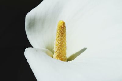 Close-up of calla lily