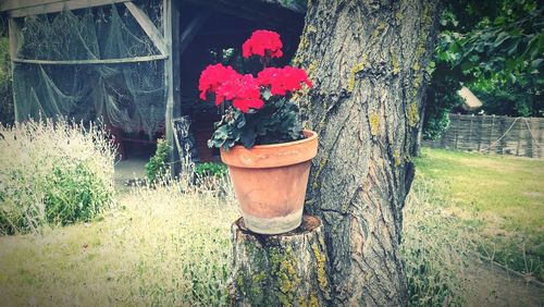 Flower pot on plant in field