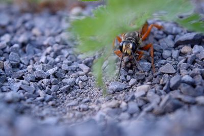 Insect on rocks