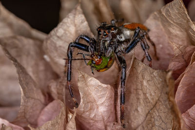 Close-up of insect