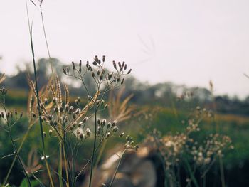 Close-up of flowering plants on field against sky