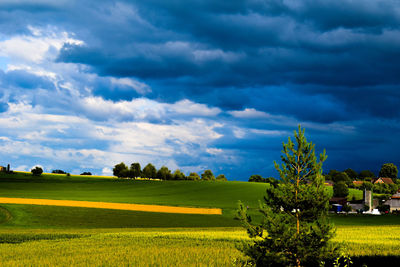 Scenic view of field against sky