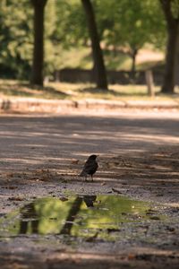 Bird on a field