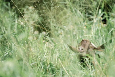 Close-up of squirrel on field