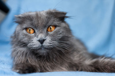 Close-up portrait of a cat