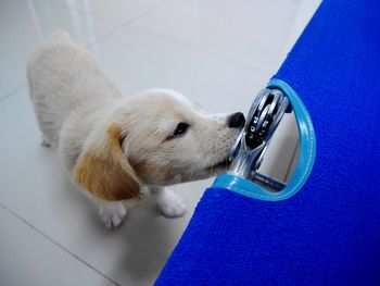 High angle view of puppy on blanket