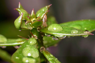 Close-up of water drops on plant