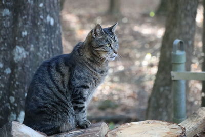 Cat sitting on a tree