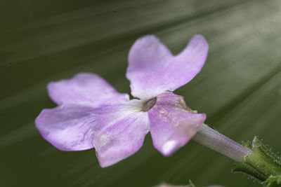 Close-up of pink rose flower