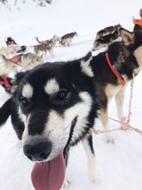 Dog on snow covered field