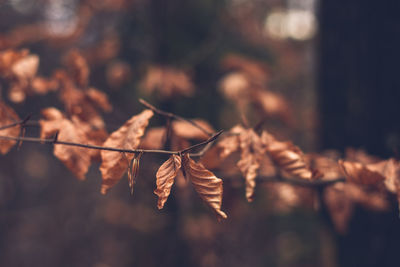 Close-up of dry leaves on branch