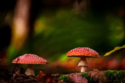 Close-up of mushroom growing on field