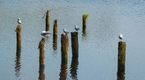 View of seagulls on wooden post