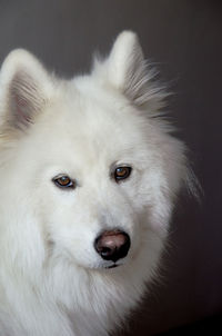 Close-up portrait of a dog