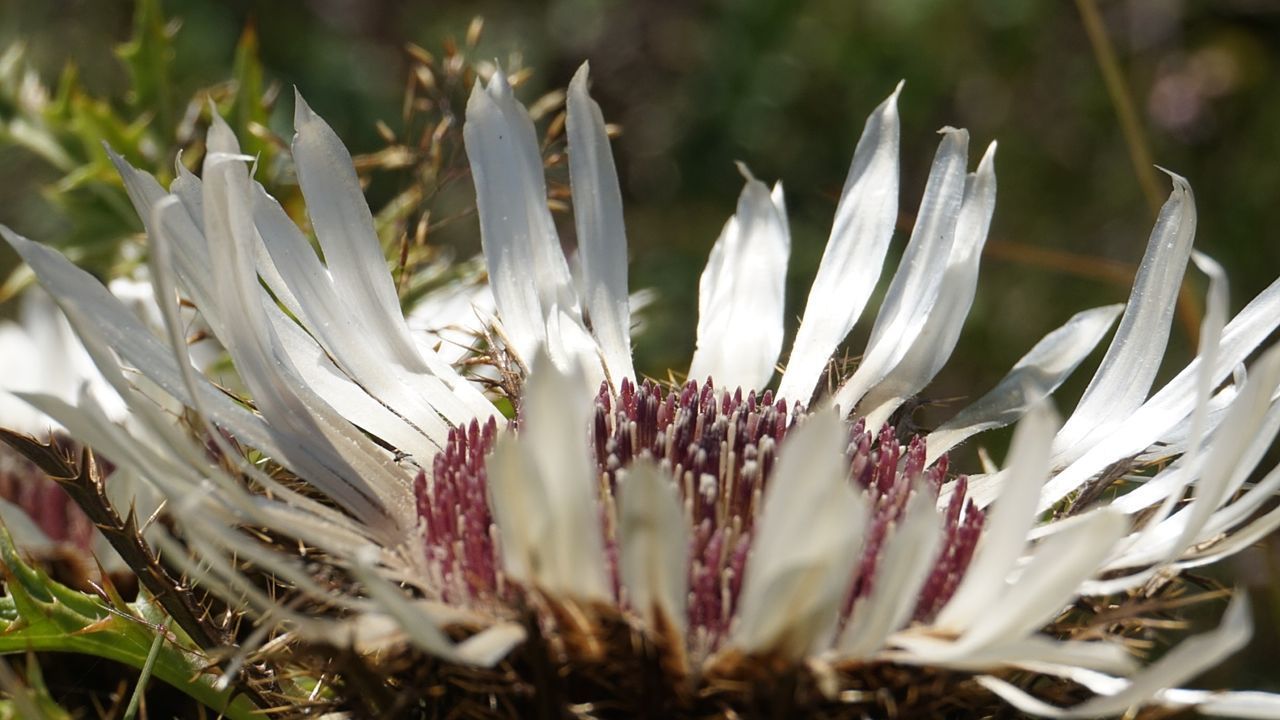 CLOSE-UP OF PLANT