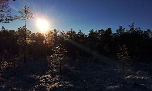 Sun shining through trees in forest