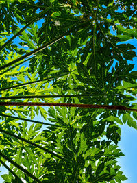 Low angle view of tree leaves