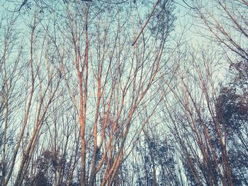 Low angle view of bare trees in forest during winter