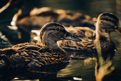 Close-up of mallard duck swimming in lake