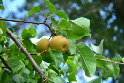 fruit