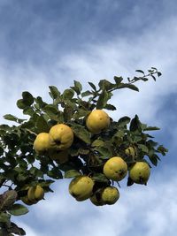 Low angle view of fruits growing on tree against sky