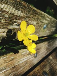 Close-up of flower on wooden plank