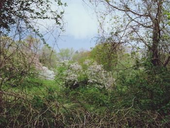 Trees and plants on field in forest