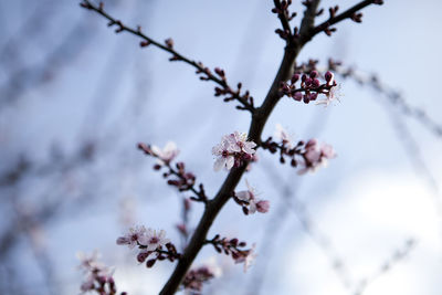 Low angle view of cherry blossom growing on tree