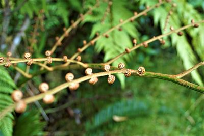 Close-up of water drops on plant