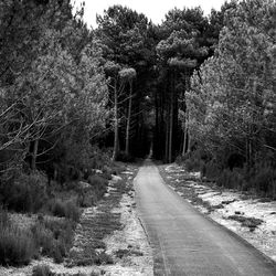 Road amidst trees in forest