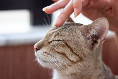 Close-up of a cat