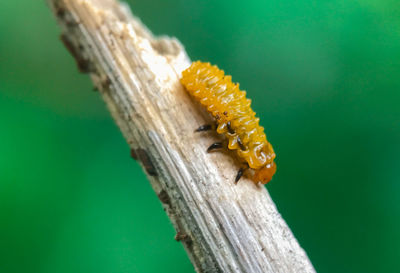 Close-up of insect on wood