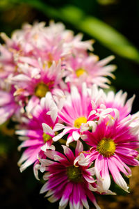 Close-up of pink flowers blooming outdoors