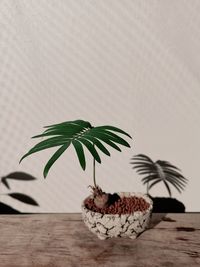 Close-up of potted plant on table