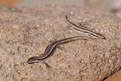 Close-up of lizard