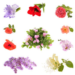 Close-up of pink flowers against white background