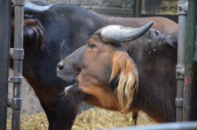 View of cows