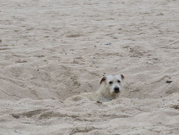 High angle view of dog on beach