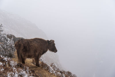 A yak standing on a trail on the edge of a cliff looking into the fog.