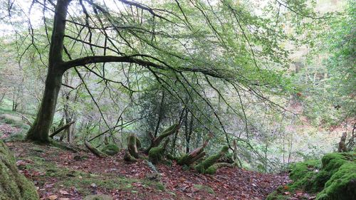 Trees in forest during autumn