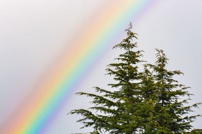 Multi colored tree against sky