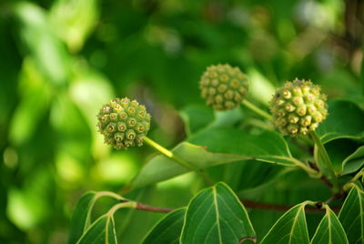 Close-up of flowering plant