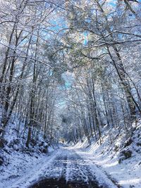 Bare trees on snow covered landscape