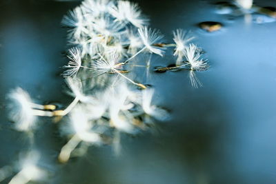Close-up of dandelion on plant